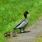 duck and ducklings