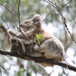 photo of koala and baby