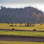 kangaroos