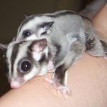 sugar gliders