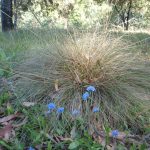 Brunonia australis (Blue Pincushion) and Poa sp. on roadside