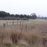 view of planting