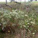 wildflowers