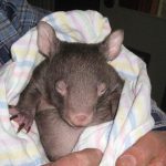 wombat baby