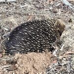 echidna