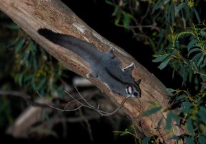 sugar glider