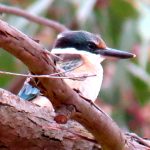 bird kingfisher