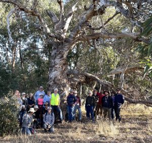 large snow gum