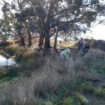 Triangle weed clearing