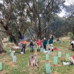 Langethy Creek planting